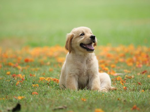 35 Cute Dog Breeds That Will Make You Smile and Say "Awww"
