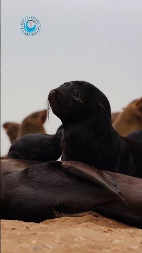 Newborn Cape Fur Seals #shorts