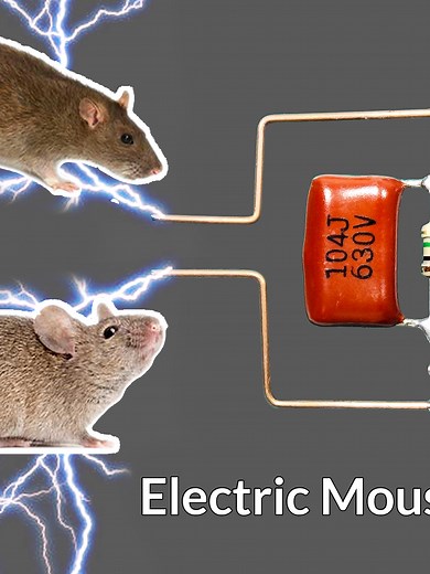 How to Build an Electric Mouse Trap