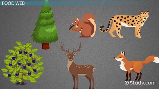 Food Web Lesson for Kids: Definition & Examples