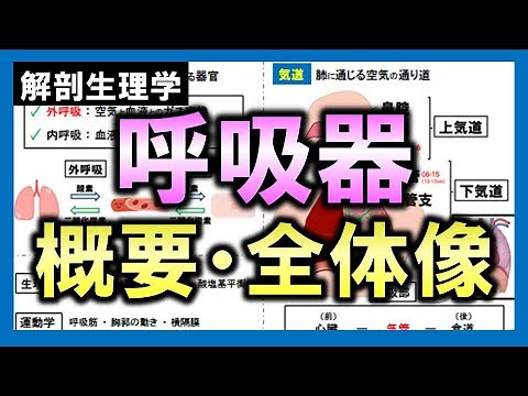 【解剖生理学（呼吸器系）】概要・全体像
