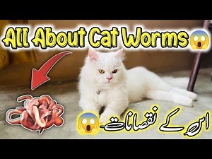 All About Cat Worms 🪱Everything You Need to Know About Worms in Cats || Symptoms of Cat Worms