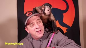 137K views · 3.6K reactions | Capuchin Monkey Meela spends some time with her pet human playing and cuddling on the bed. We show her pretty little monkeys hands, feet, teeth and belly. She's a cute little princess monkey. | MonkeyBoo | Facebook