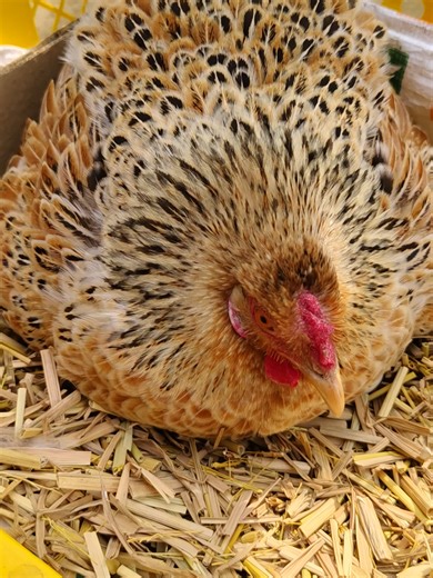 Hen and Baby Chicks Egg Hatching Experience