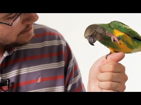 How to Teach Your Parrot to Talk | Parrot Training