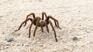 Video of Desert tarantula | Britannica