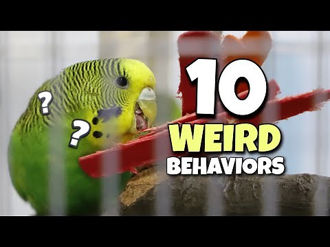 10 Weird Budgie Behaviours Explained