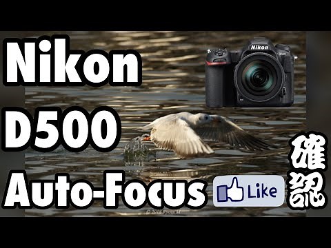 ☆C♪R☆ 改めてオススメ！Nikon D500のAF性能！歩留まりを今一度確認！AF-S NIKKOR 200-500mm f/5.6E ED VRにて！