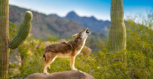 Coyote Howling: Why Do Coyotes Make Sounds at Night?