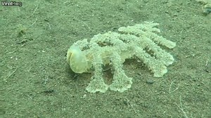 via: ViralHog Nudibranch Melibe is a type of predatory sea slug. We just like saying Nudibranch! :) Pass it on | Sun Gazing