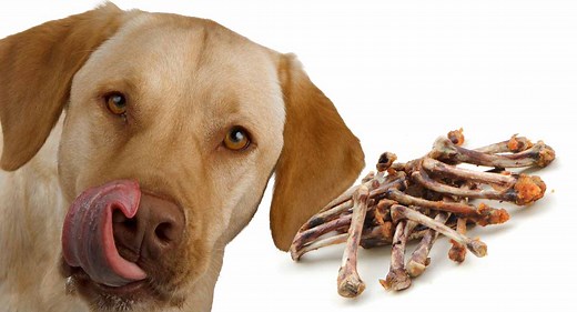 My Dog Ate Chicken Bones - What Should I Do Now?