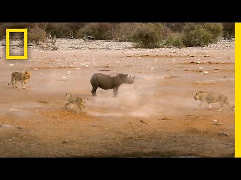 3頭のライオンに追い詰められたサイ | ナショジオ