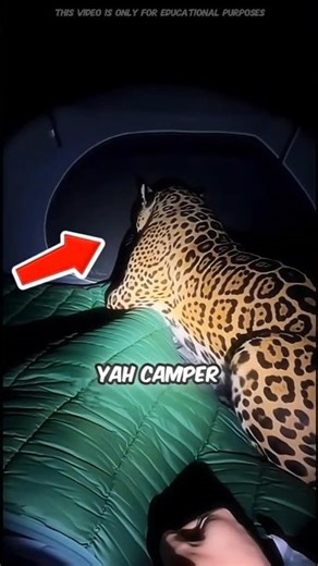 THE JAGUAR WHO STOOD GUARD