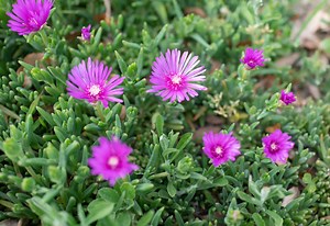 The Best Ground Cover Plants to Complete Your Garden
