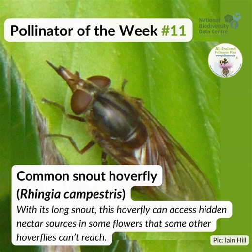 5.5K views · 59 reactions | Pollinator of the week = Common snout...