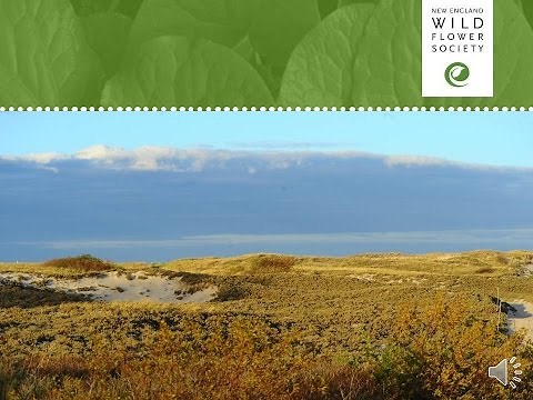 Plant Animal Interactions