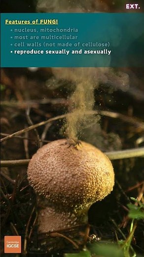 IGCSE Biology - FUNGI - Five Kingdoms (1.3) #biology #science #igcse