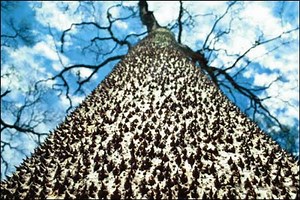There’s A Tree Covered In Spikes Whose Fruit Explodes Sending Sharp Seeds 100 Feet At 150 Mph! - Unbelievable Facts