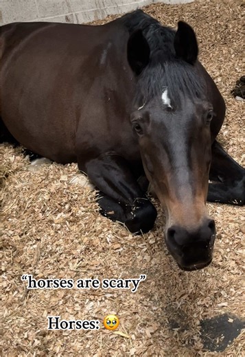 The Sweetest Horse Reactions and Equestrian Joy