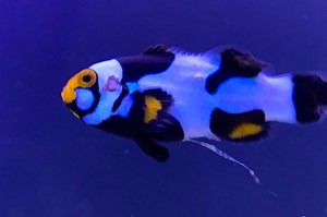 No Page Found - badmanstropicalfish