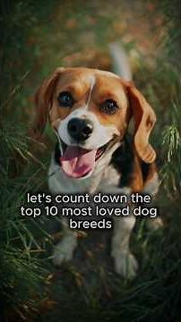 Most Popular Dog Breeds in the United States – Top 10 List