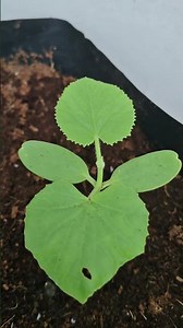 Melon 4 days after transplanting. I replaced one seedling that died from pests. #greenhouse