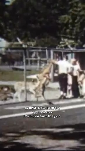 Buttonwood Park Zoo on Instagram: "131 years later, our commitment to wildlife conservation and education is as strong as ever. We didn’t become the nation’s 12th oldest zoo alone. Community support, people like you, has made it possible to fulfill our mission for generations. As we close out the year, consider making a year-end gift and help us reach a $15,000 matching challenge from an anonymous donor. Learn more: https://www.bpzoo.org/whats-new/a-year-in-review-2025/ 🎥: The Story of New Bedf