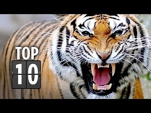 Top Ten Horrific Animal Attacks in Movies (2013) HD