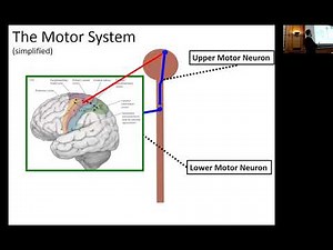Clinical Features of ALS