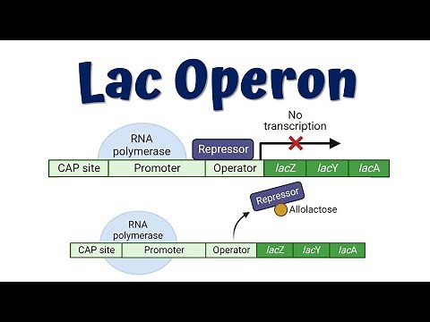 Lac Operon Animation (Advanced) || Lac Operon mutations || Gene regulation in Prokaryotes