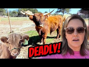 Working Highland Cattle // Halter Training Calves and Sheep // Cute but Deadly