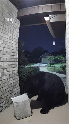 When your damaged package claim says "a bear opened it" and you actually have proof