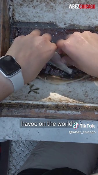 The invasive carp — a family of fish that also includes the Bighead carp, Black carp and Grass Carp — first turned up in the Mississippi River about 50 years ago. Experts say fish began overwhelming the waterway after escaping Arkansas fish farms, where they were imported to help limit algae and weed growth. In the intervening years, the fish expanded their range throughout the river and its tributaries — beginning to dominate the Illinois River in the 1990s. From the back of the carp sampling b