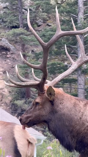Good Bull Outdoors on Instagram: "Come September they only have one thing on their mind! #elk #bullelk #wapiti"