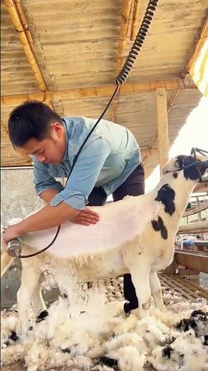 Expert Sheep Shearing: Transforming a Fluffy Lamb with Electric Clippers