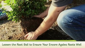 ENCORE AZALEA 2 Gal. Autumn Sundance Azalea Shrub with Reblooming Magenta-Pink Flowers - Low-Maintenance Evergreen Plant 80422