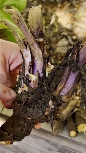 5 Reasons to Grow Comfrey