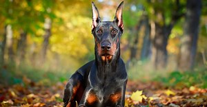 Doberman Pinscher Progression: Growth Chart, Milestones, and Training Tips