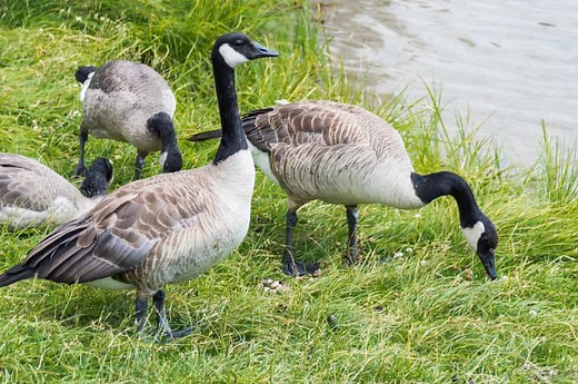 28 Things Geese Like to Eat Most (Diet, Care & Feeding Tips)