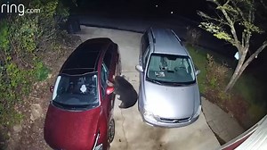 71K views · 1.2K reactions | This is your friendly reminder to lock your car doors if you live in or visit regions with bears. Because they are smart and can open doors to get inside. There’s nothing like the smell of McDonald’s French fries, which unfortunately attracted a bear to a car parked in Gatlinburg, Tennessee. | Inside Edition | Facebook