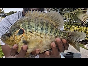 "Catching the Biggest Shellcracker in my City"