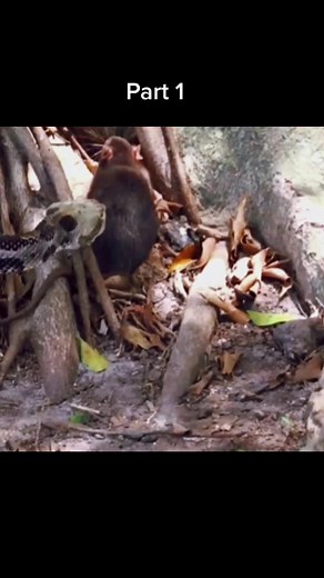 Python hunting rat #wildanimals #python #rat #animals