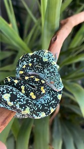 9.5K reactions · 125 comments | This green tree python at @ariellimaxarboreals is absolutely incredible looking! 朗 TRR is made possible by @palmstreetapp #greentreepython #moreliaviridis #morelia #chondro #chondropython #python #snake #reptile #reptilepets #reptilefanatics #reptilekeeper #herpetology #herpetoculture #thereptilereport #thereptilereportofficial | The Reptile Report | Facebook