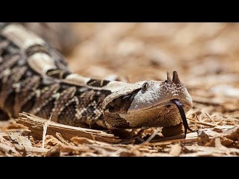 Gaboon Viper: The World’s Largest Venomous Snake | Fascinating Facts and Habitat