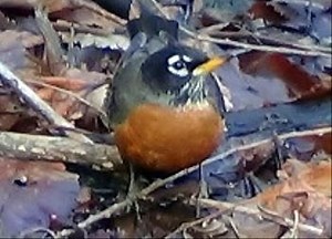The Habits of American Robins: Master Nest Builders
