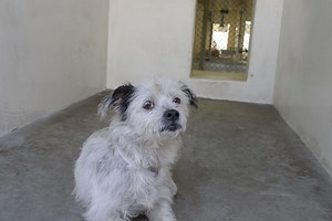 19K views · 533 reactions | He's 2 and super sweet but super sad. He...