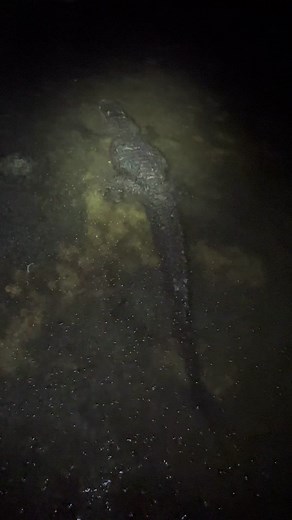 Looking for a 20 foot Burmese python in the Florida Everglades! #e#everglades#foryou#fyp#foryoupage#foryourpage#wildlife#viral#snake#viral#animals#floridaman#florida#floridacheck#alligator#nature#conservation#ecosystem