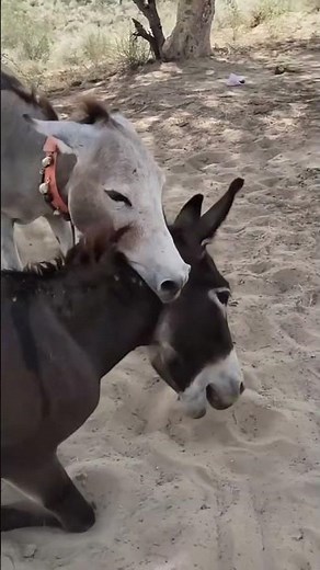 Black and White Donkey Mating Full Video HD #donkey # #animals #mating