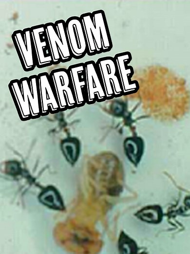 Ants and Termites: A Battle of Chemical Warfare