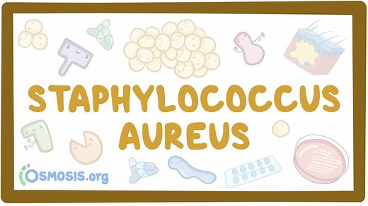 Staphylococcus aureus: Video, Causes, & Meaning | Osmosis